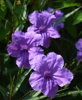 Purple Showers Mexican Petunia, Desert Petunia, Florida Bluebells, Mexican Bluebells, Ruellia brittoniana 'Purple Showers', R. simplex, R. tweediana